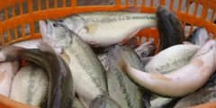 越冬之后應(yīng)該如何恢復(fù)魚體體質(zhì)？