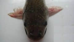 黃顙魚小瓜蟲的危害有哪些?如何有效預(yù)防?