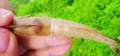 天氣變化大,對(duì)蝦空腸空胃怎么辦?